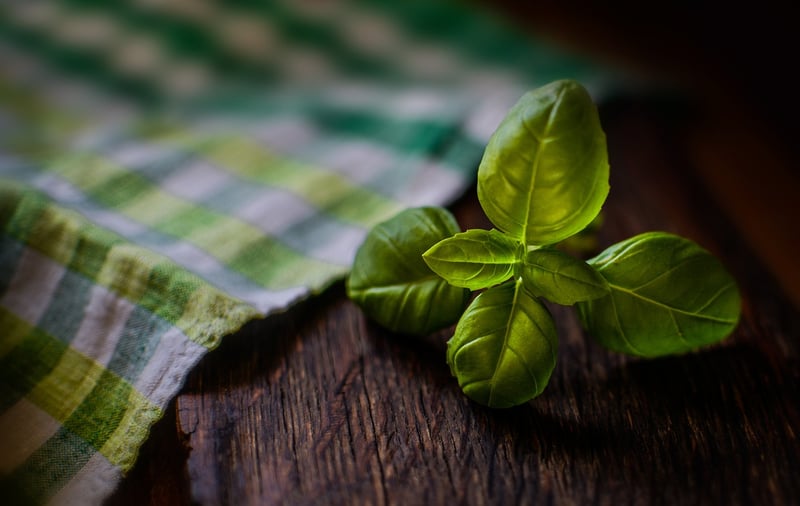 Herb Cultivation