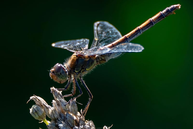 Identifying Insects